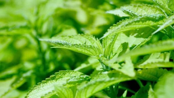 Nettle made of varicose veins