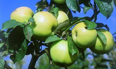 Infusion of apples to treat varicose veins
